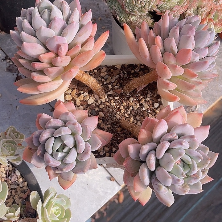 胖美人0257多肉植物