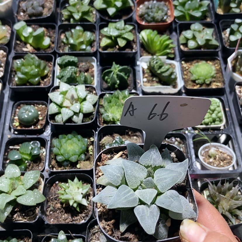 【闪购商品】66铁道白银