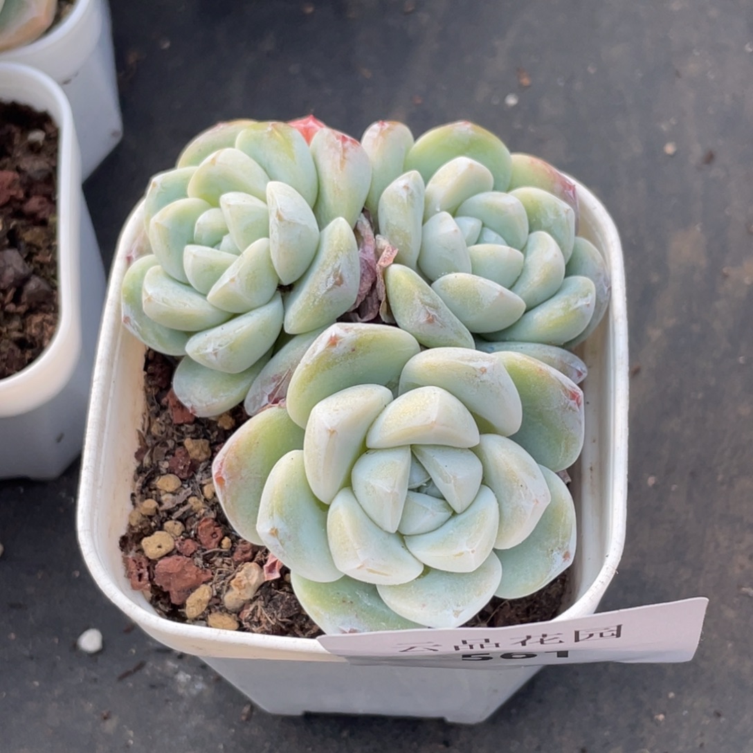 561号糖心冰心珍妮 雪媚娘