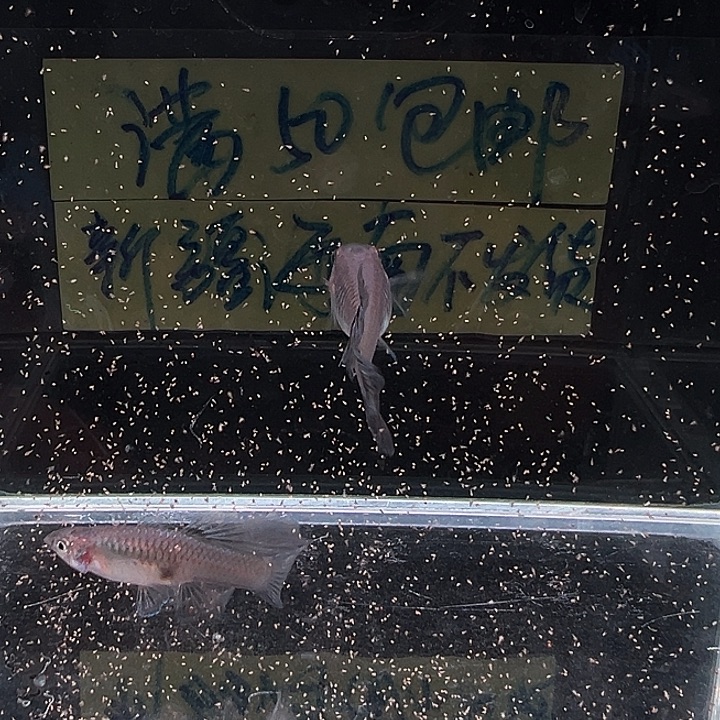 孔雀鱼兰草尾花瓣