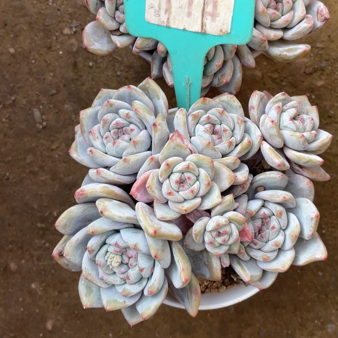 芭****星影多头群生114号