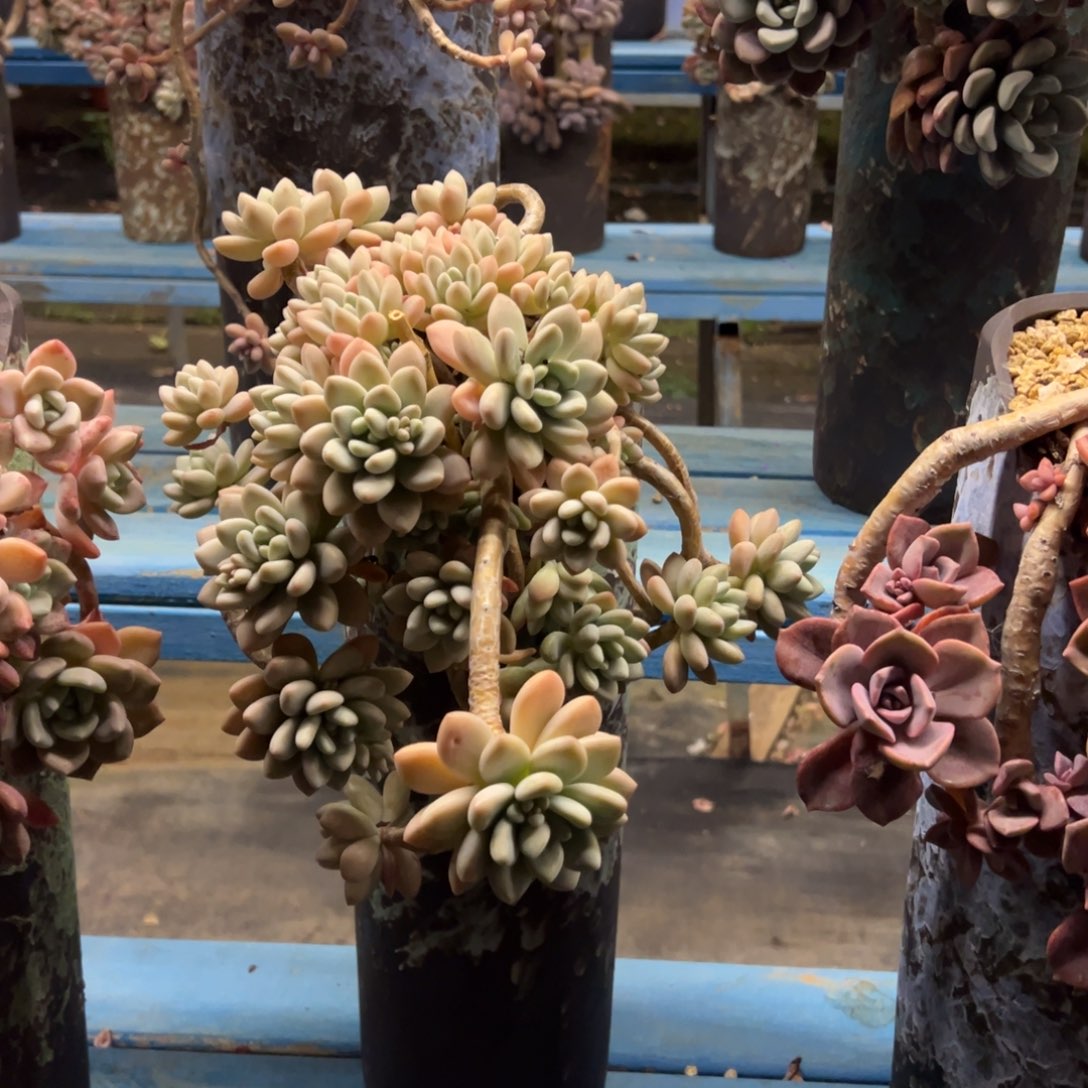 精品洛神悬崖 裸根