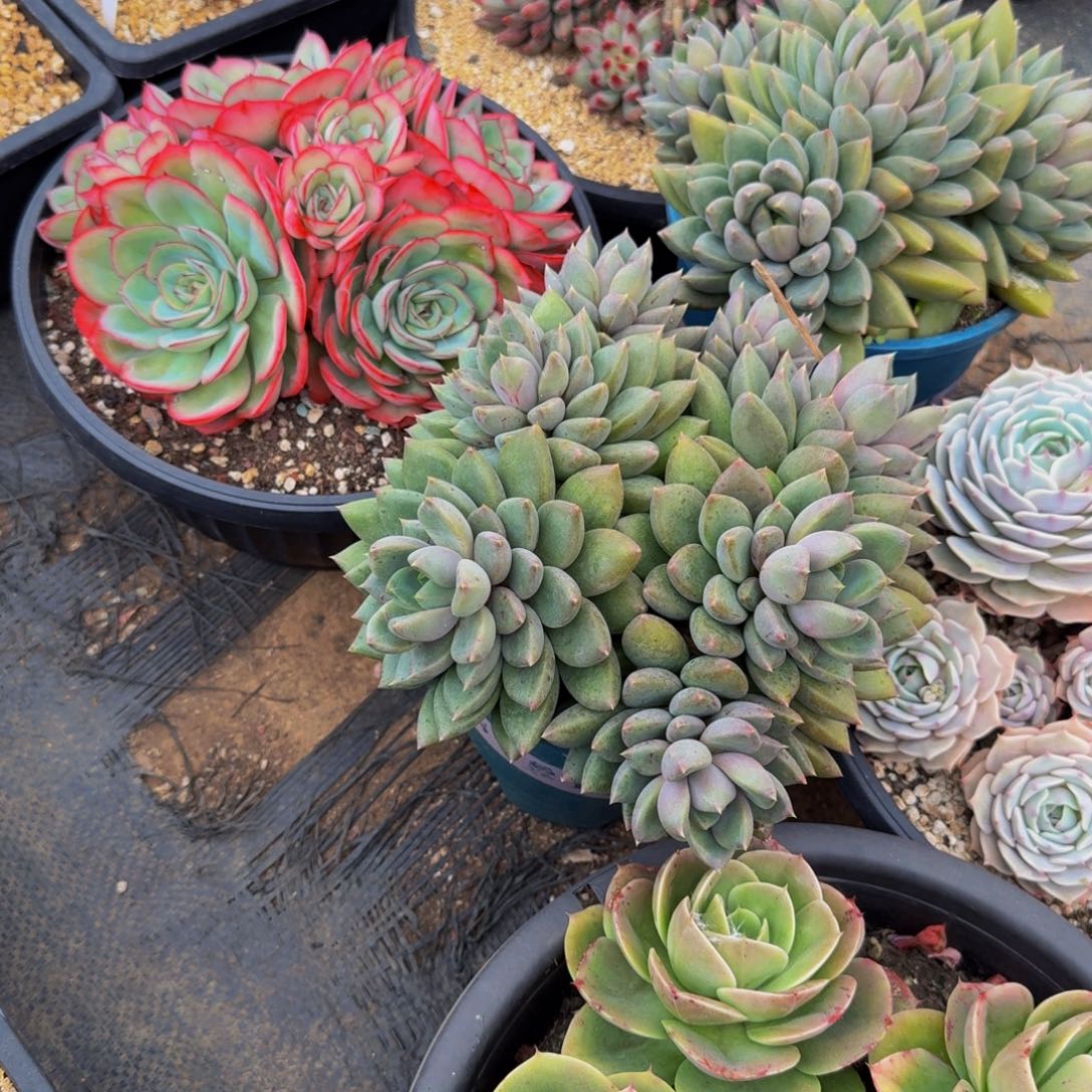 皎***皎1-0058颗组福利不包损