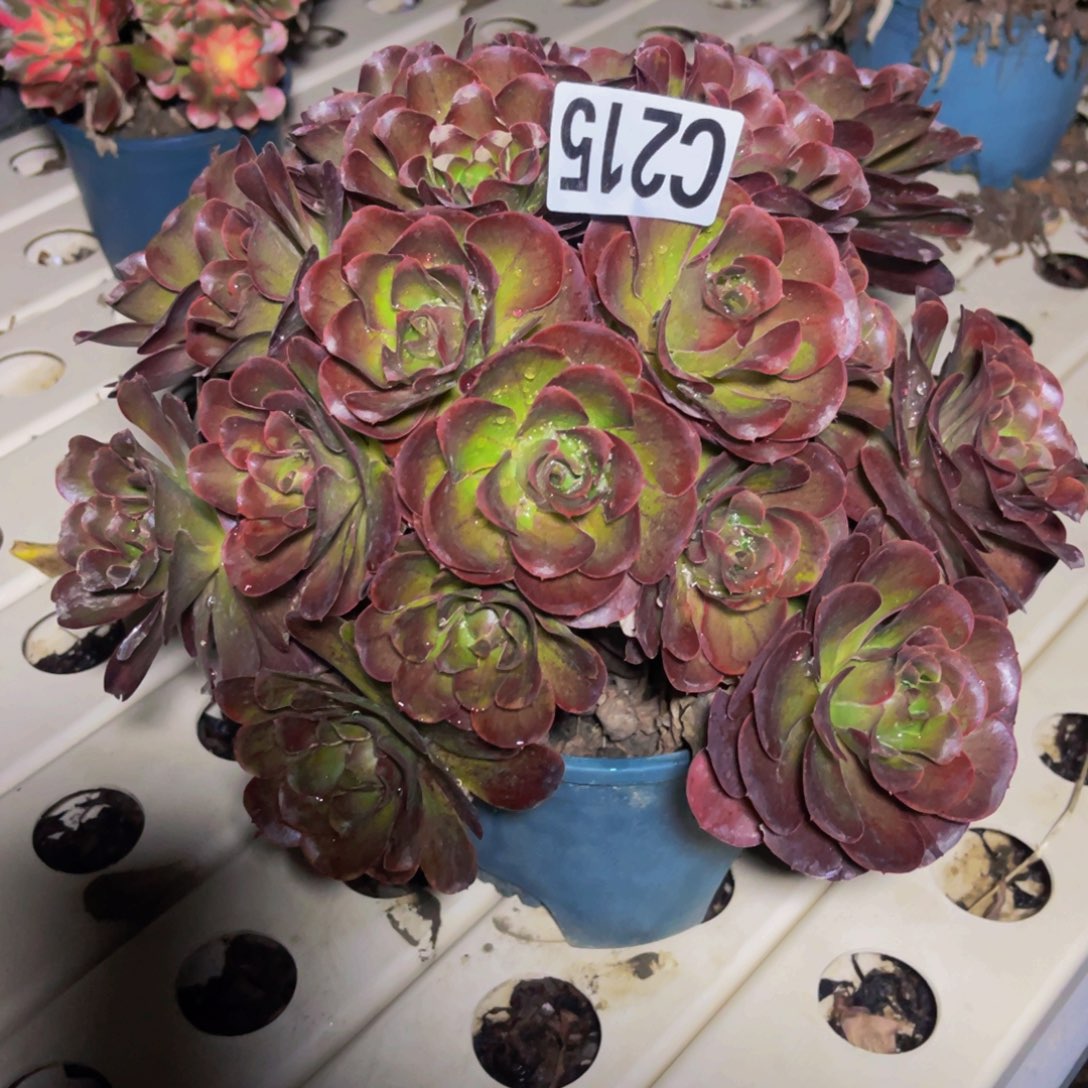 魅金法师7/-1包邮