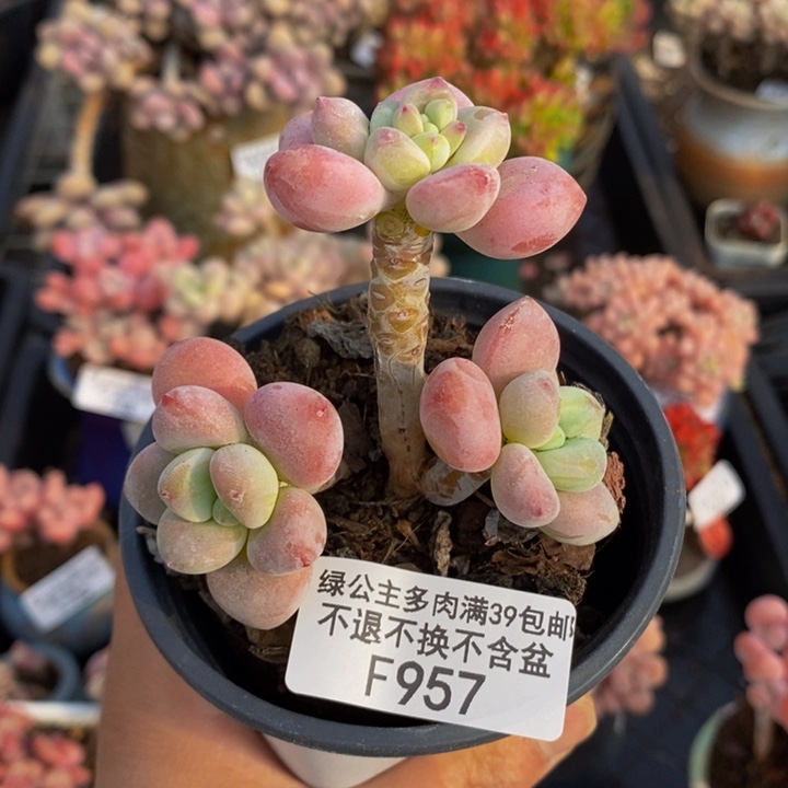 樱花洛神957多肉植物