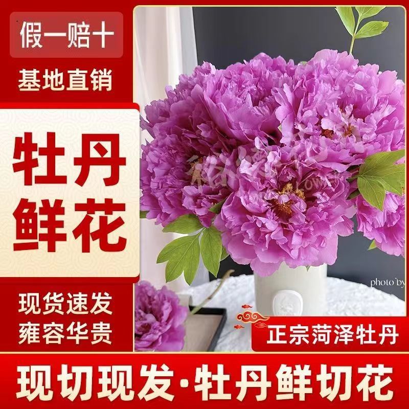 5A-牡丹鲜切花插瓶花水养菏泽基地直发年宵花 牡丹鲜花