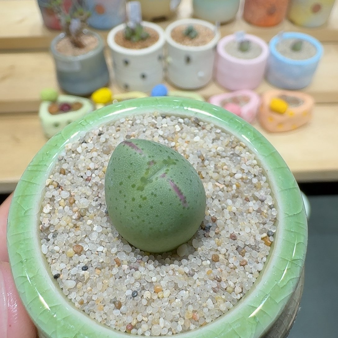 红陶蘑菇834少将