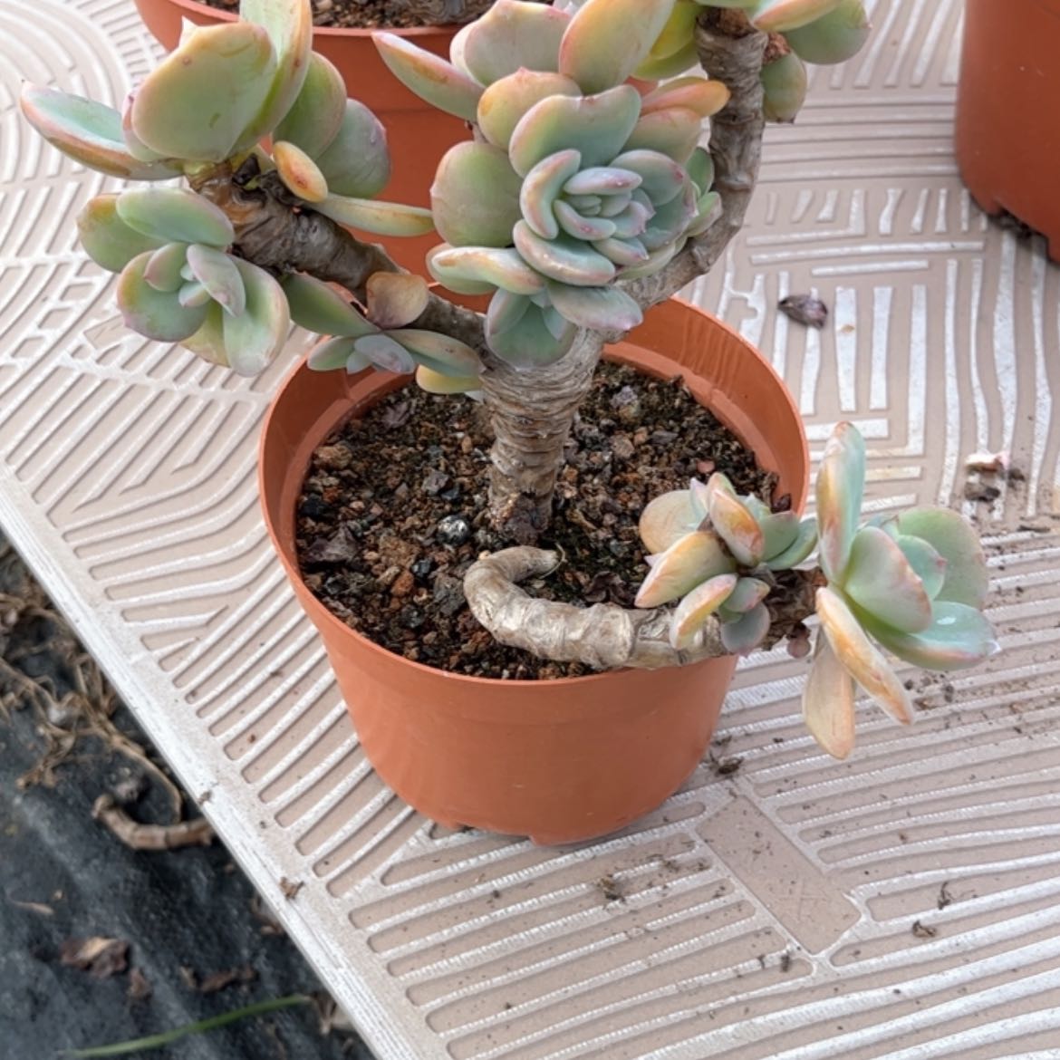 【闪购商品】无花朵用****5