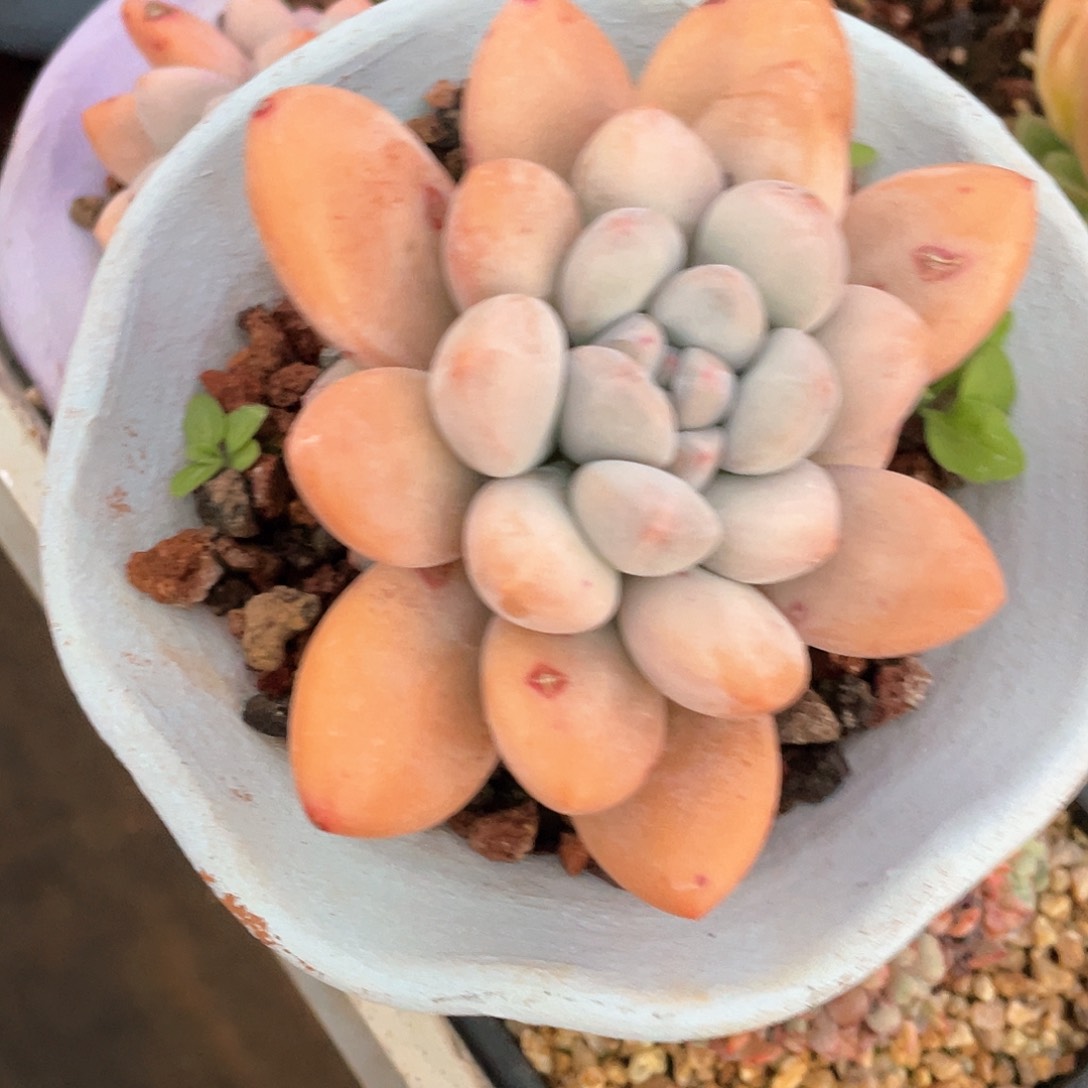 多肉植物一物一拍