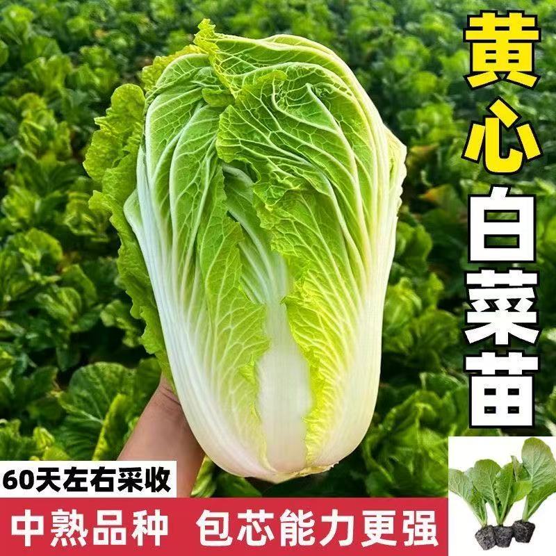 高产黄心大白菜秧苗基地培育现挖先发带土发货四季阳台庭院可种