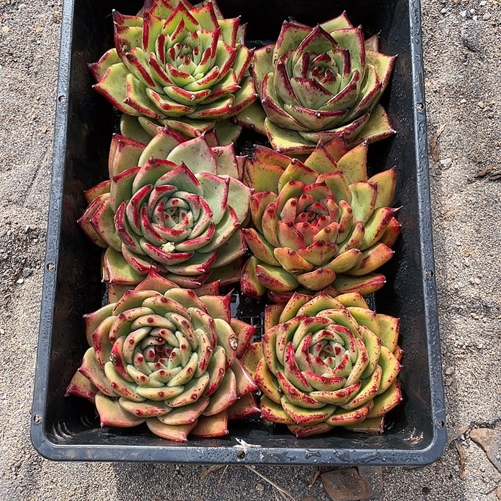 若如东云单拍A240