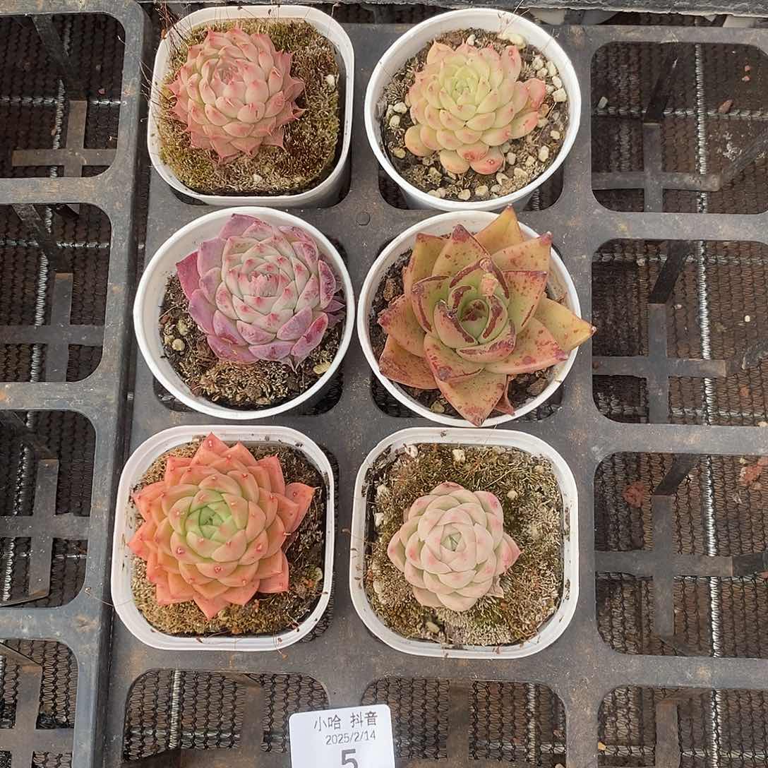 清棚福利一物一拍5