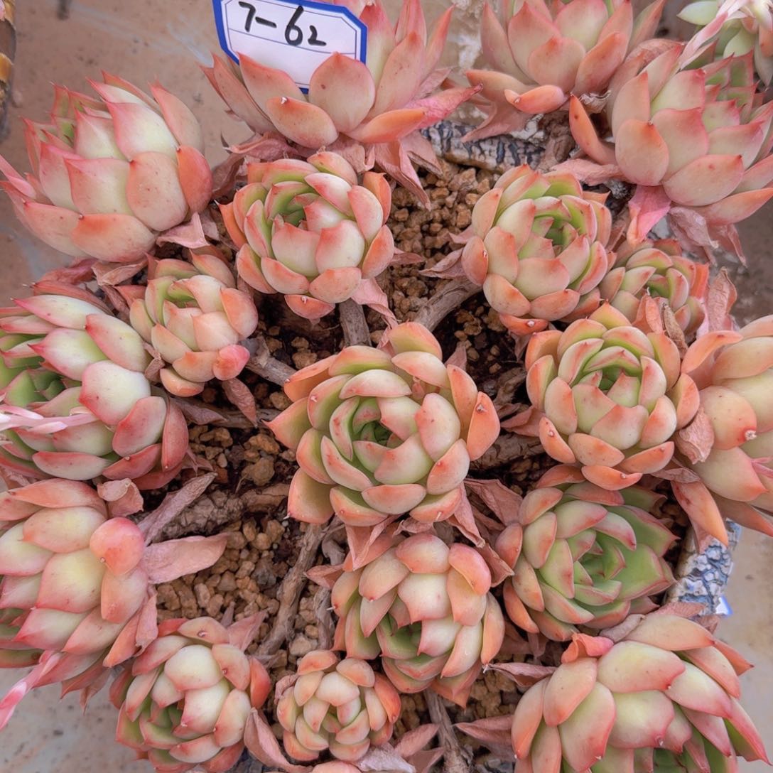 7-62宝莲灯凡艺多肉