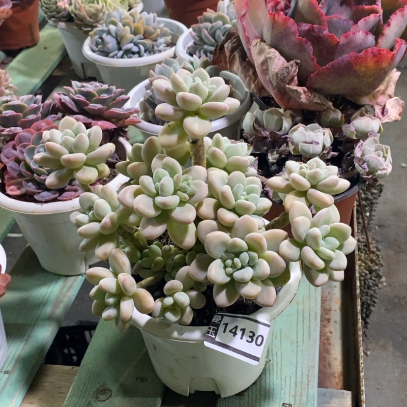 【闪购商品】香水洛神14130