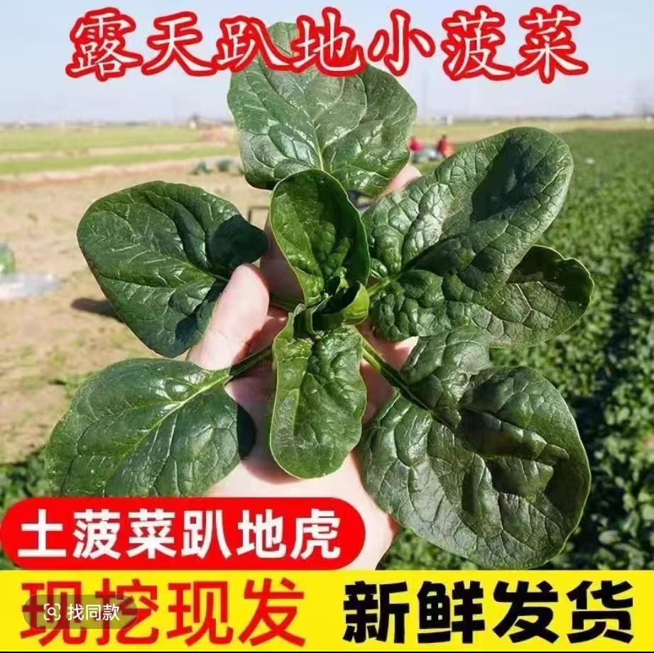 河南本地农家自种露天霜打趴地虎菠菜现挖现发包邮