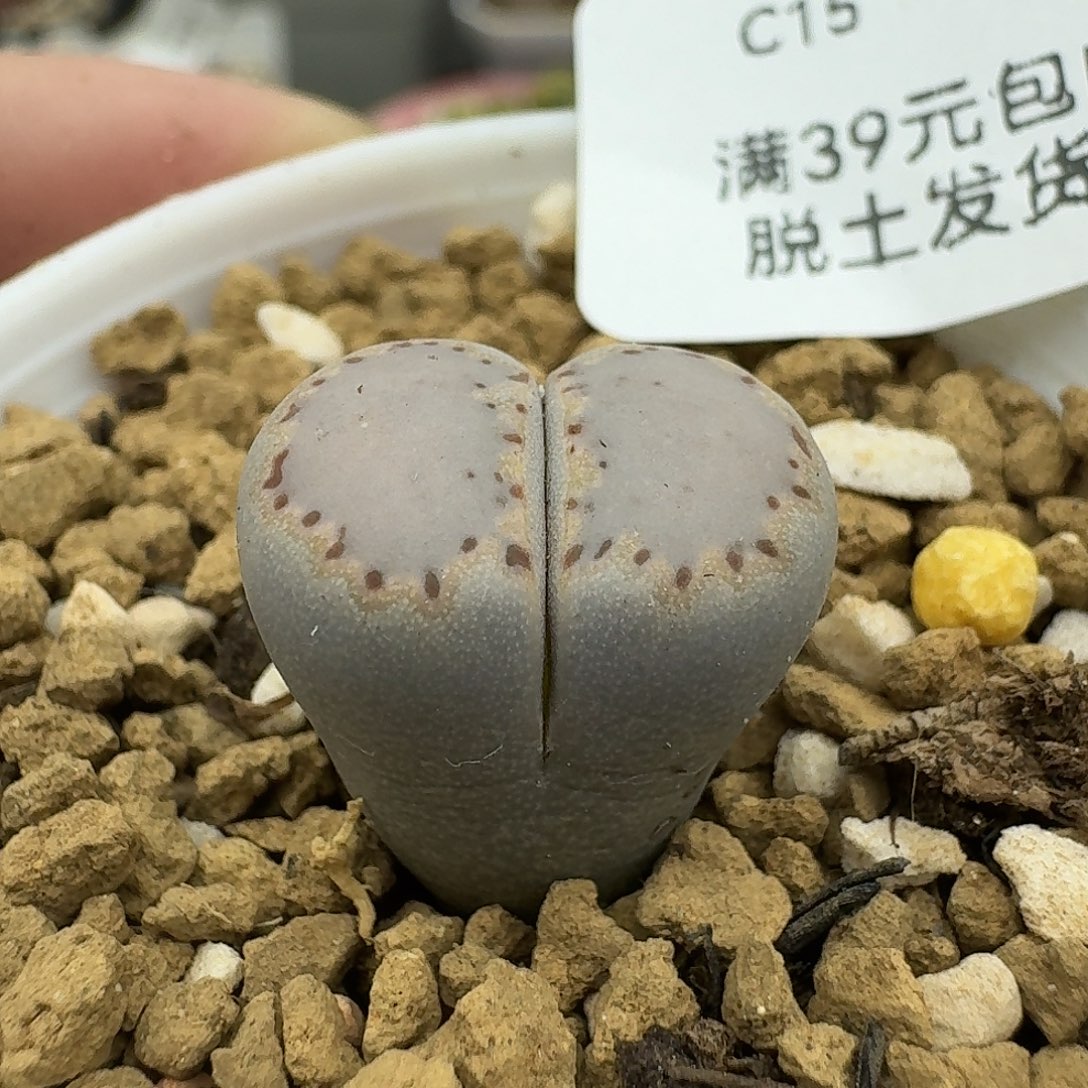 15号腿高介意勿拍