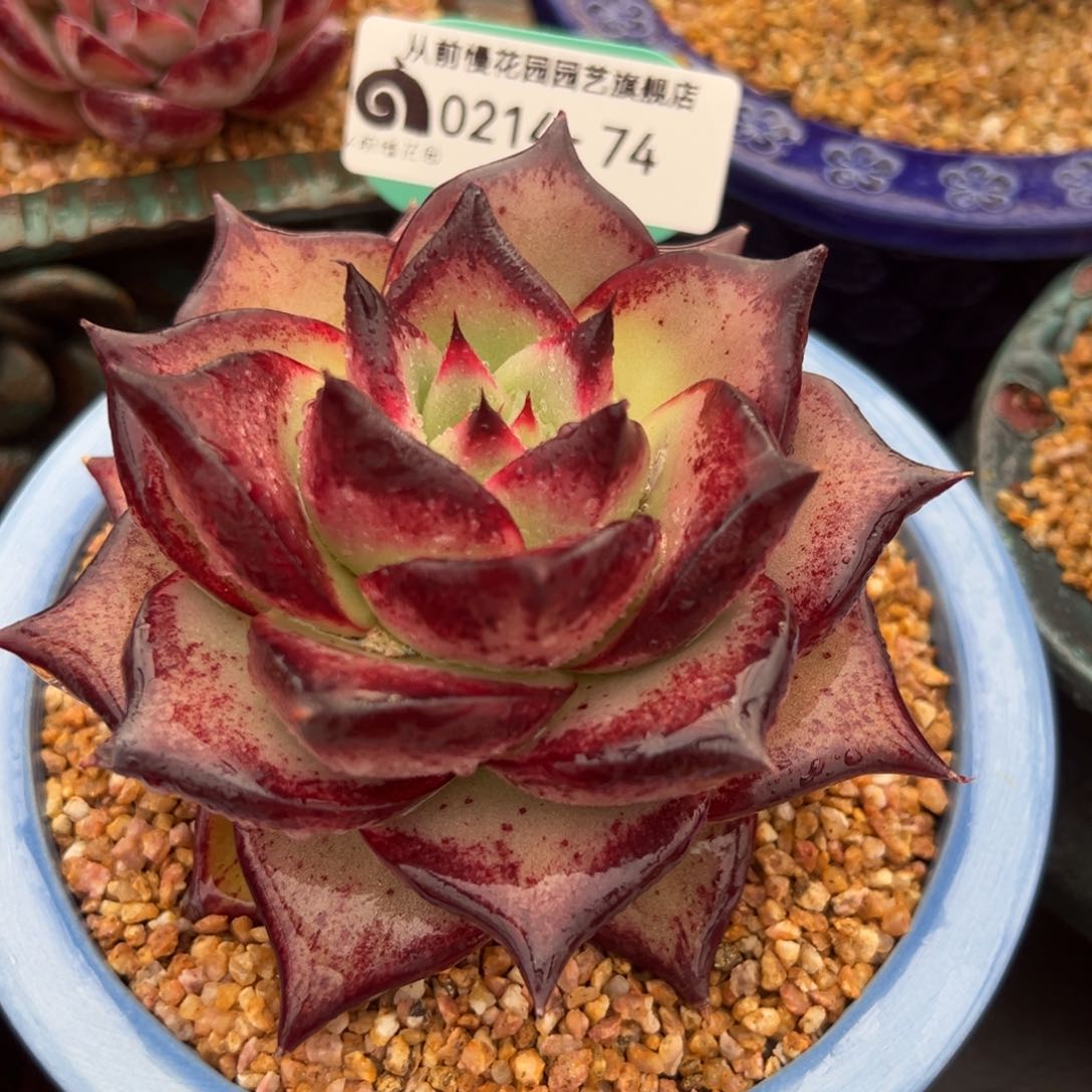 从前慢多肉精选编号0214.74