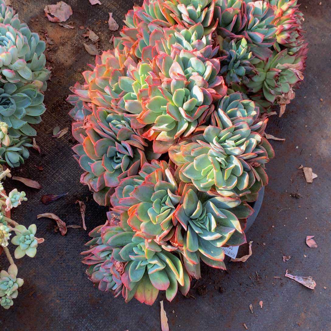 馨*   绮罗缀18033