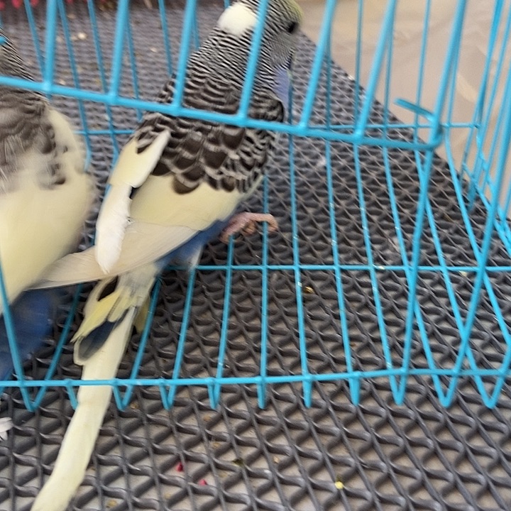 浪***朵虎皮鹦鹉虎皮鹦鹉