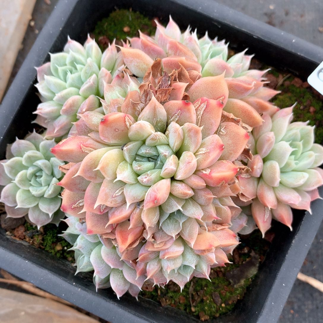 6582有叶伤特价不包整散