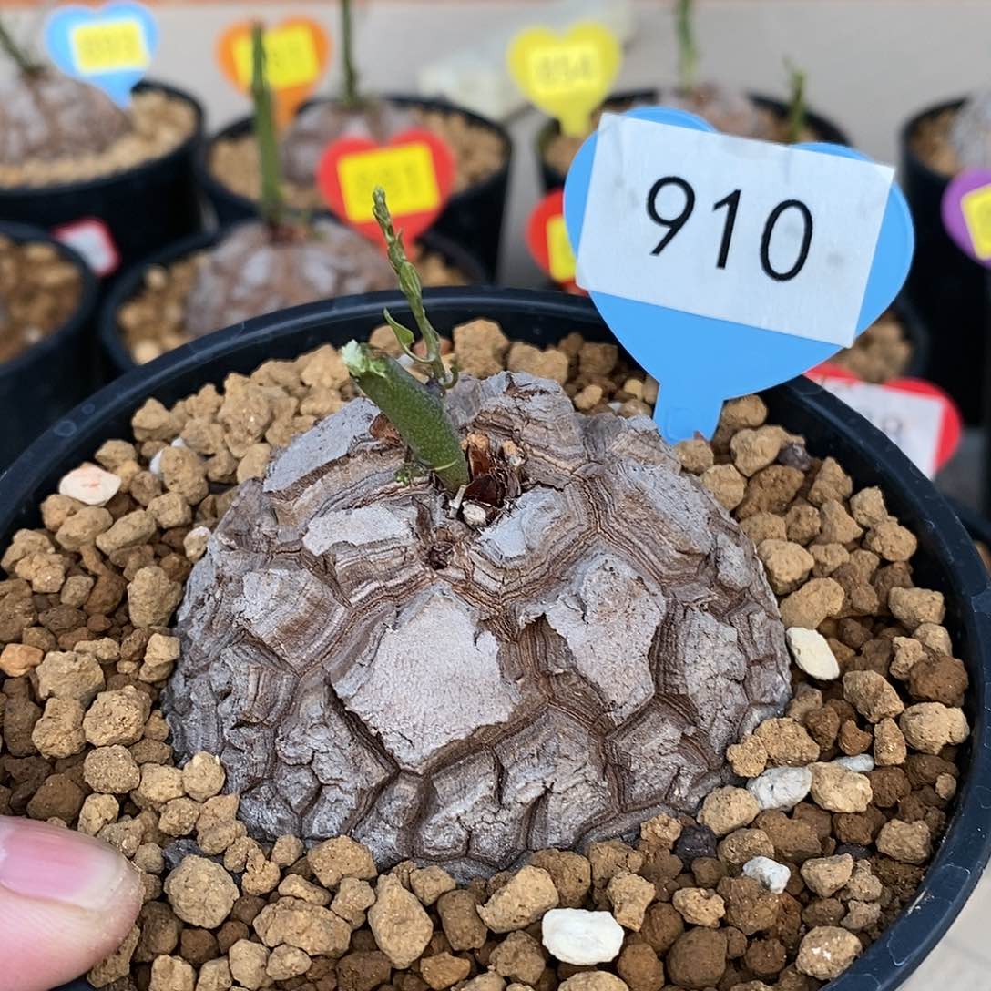 南非龟甲龙龟甲龙