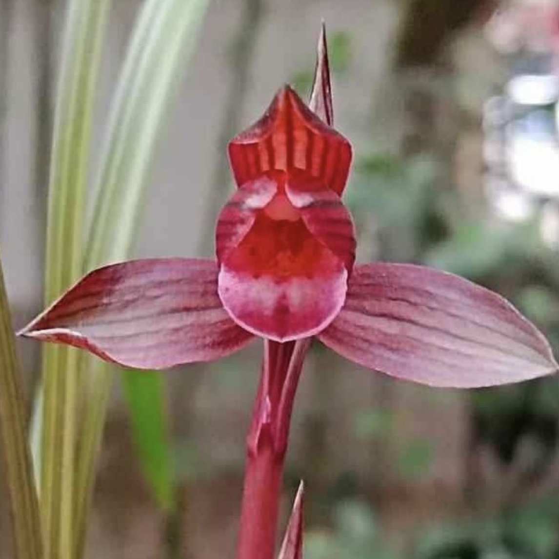 国兰兰花绿植盆景直播