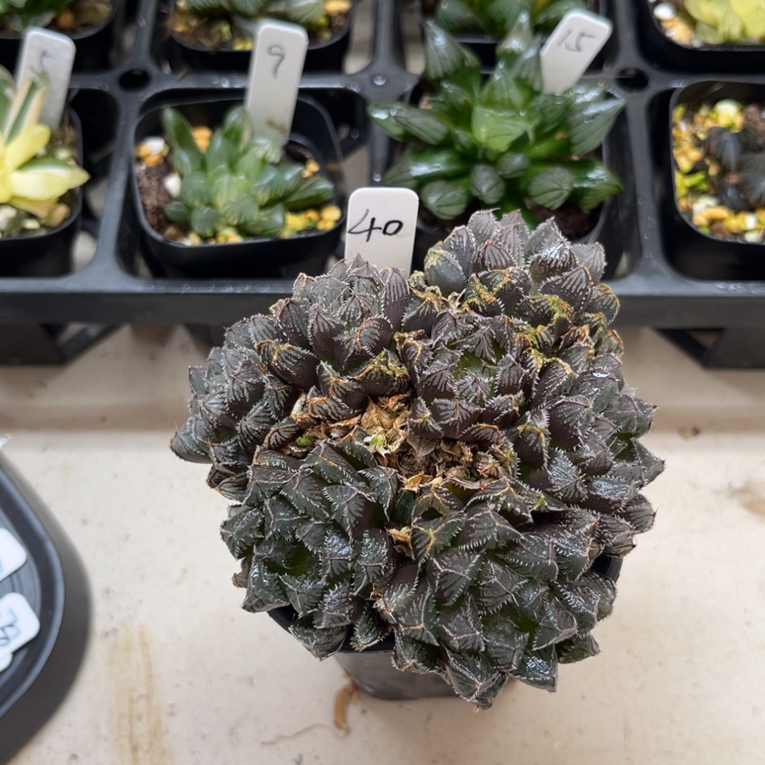 40群生楼兰玉露一物一拍