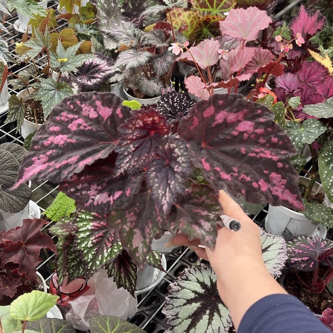 完全开放夜店烟火