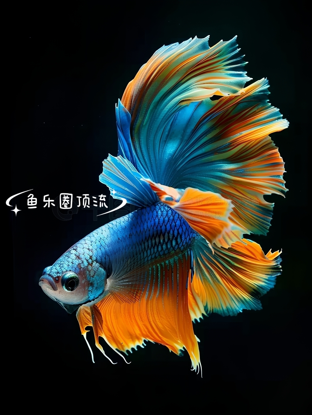 81~120号直播选鱼泰国精品斗鱼淡水观赏鱼好养耐活不打氧