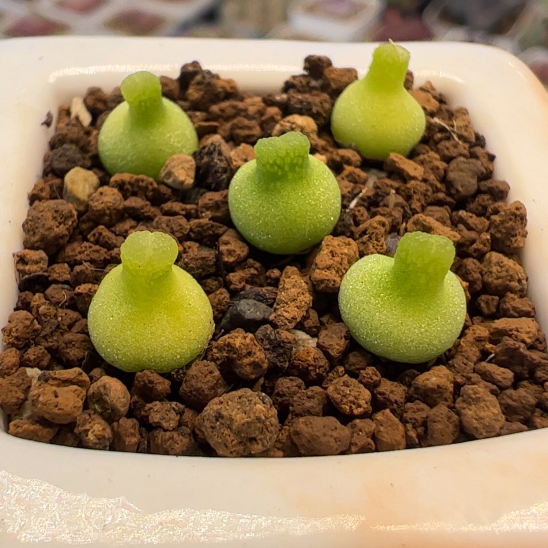 1122多肉植物组合