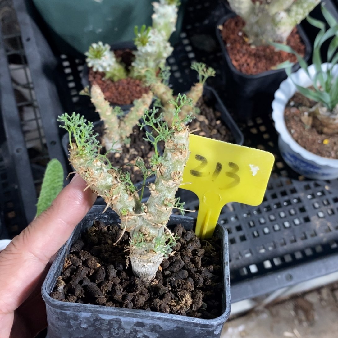 白皮越界多肉植物