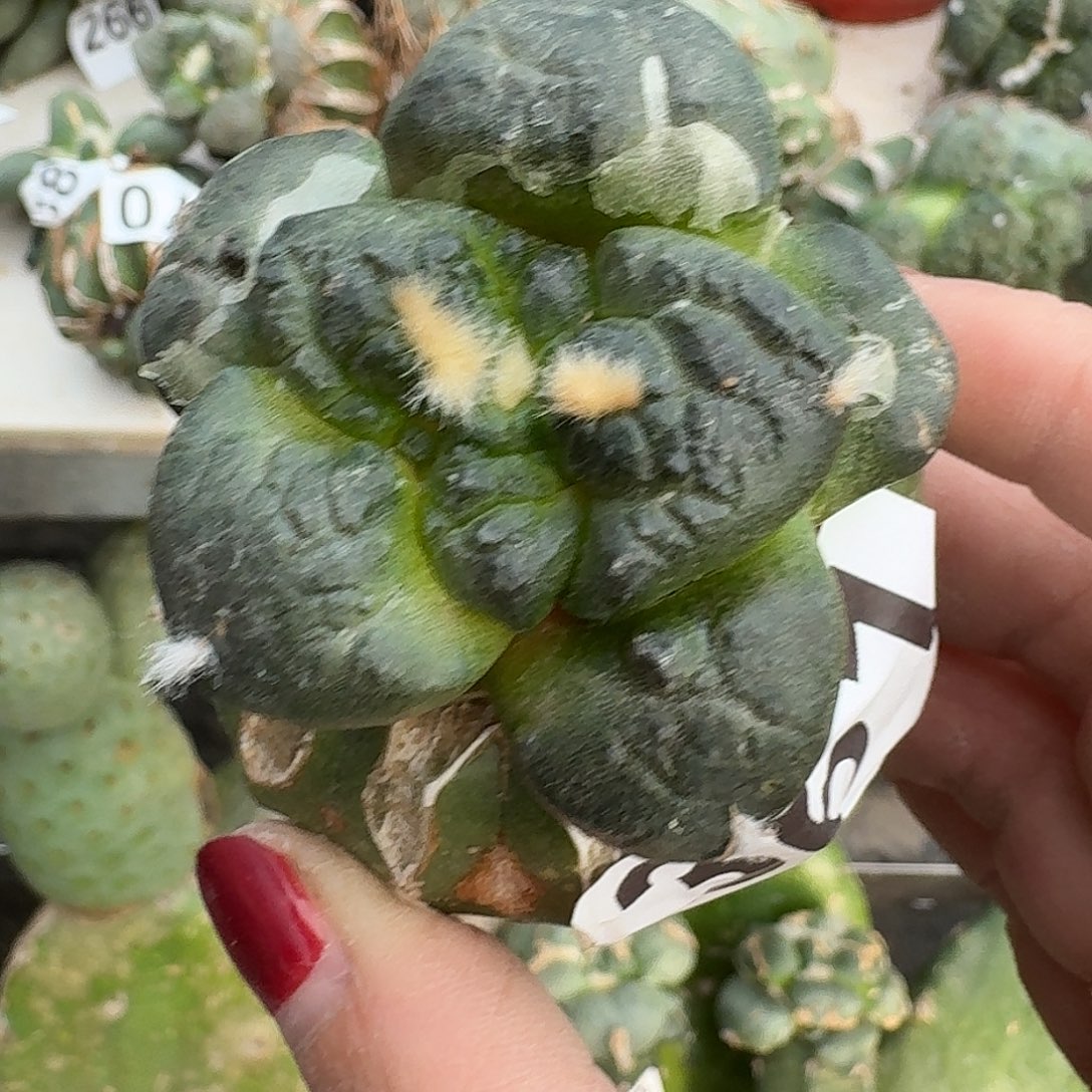 无花朵日系大尤连山牡丹361