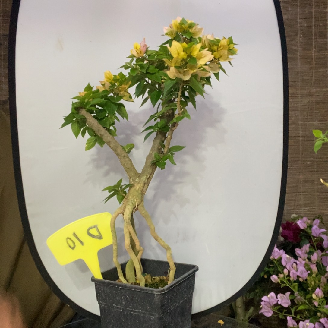 天****乐三角梅塔黄D10