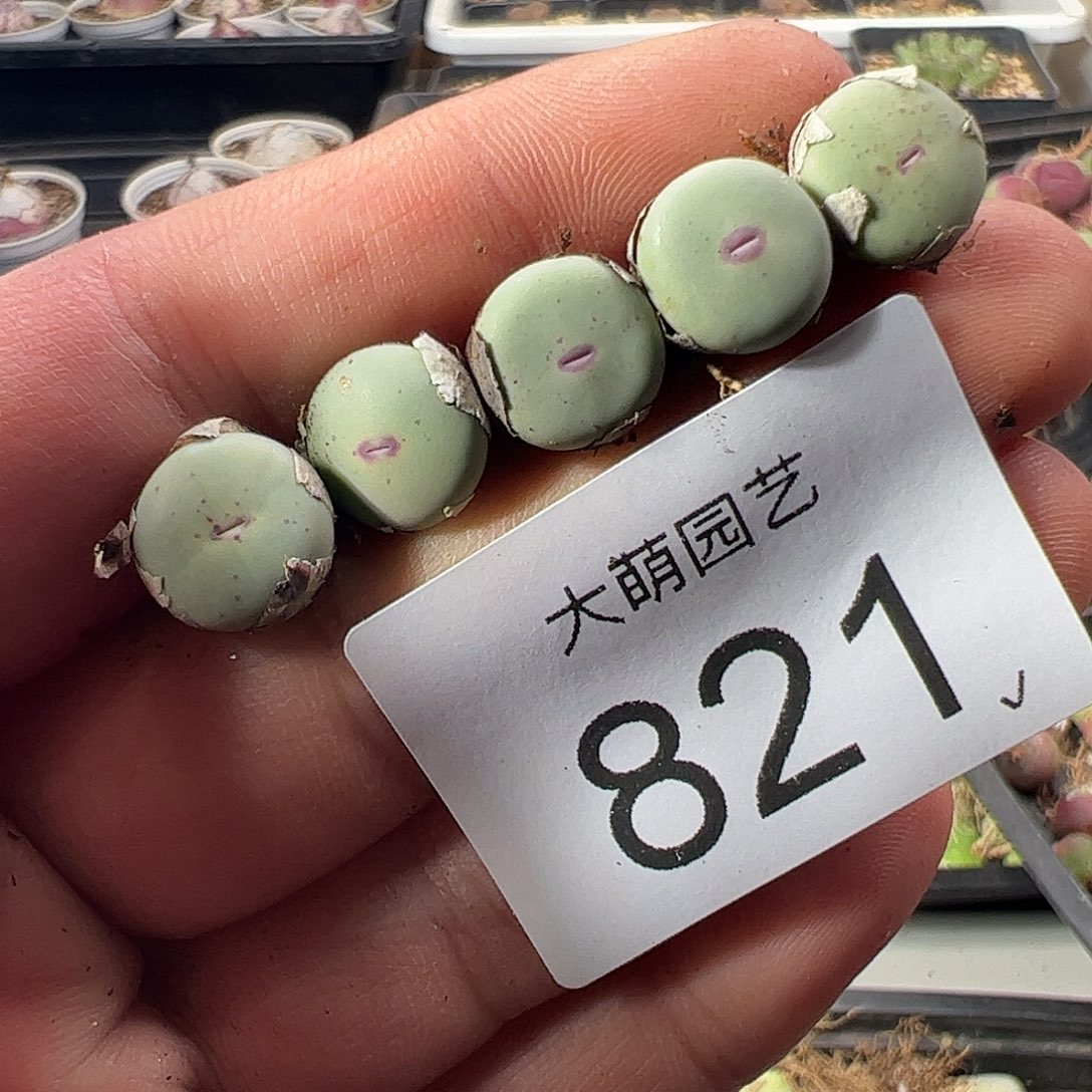 一物一拍。     821