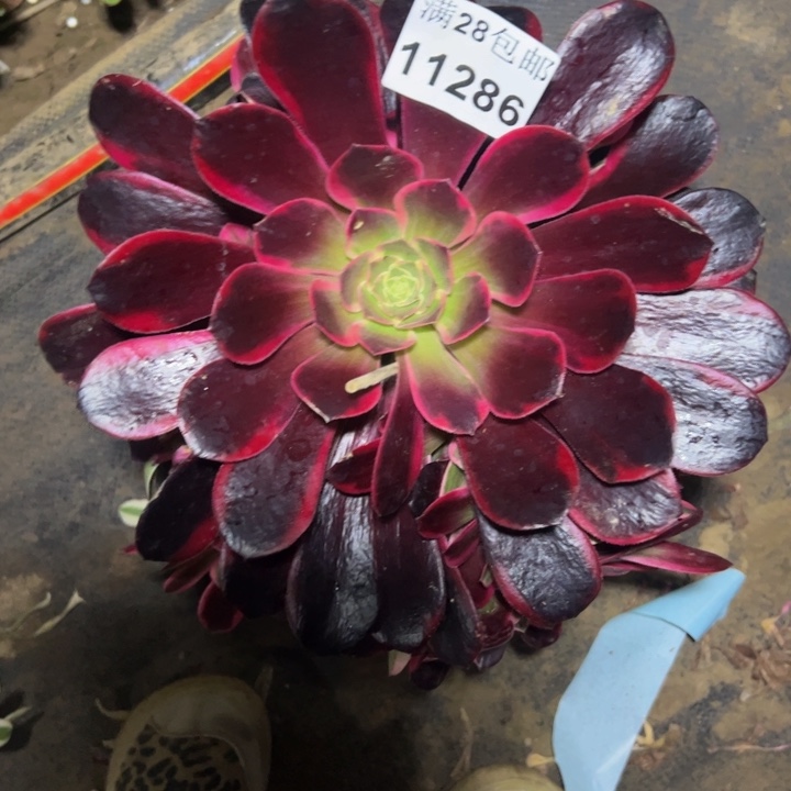 11286金丝雀多肉植物