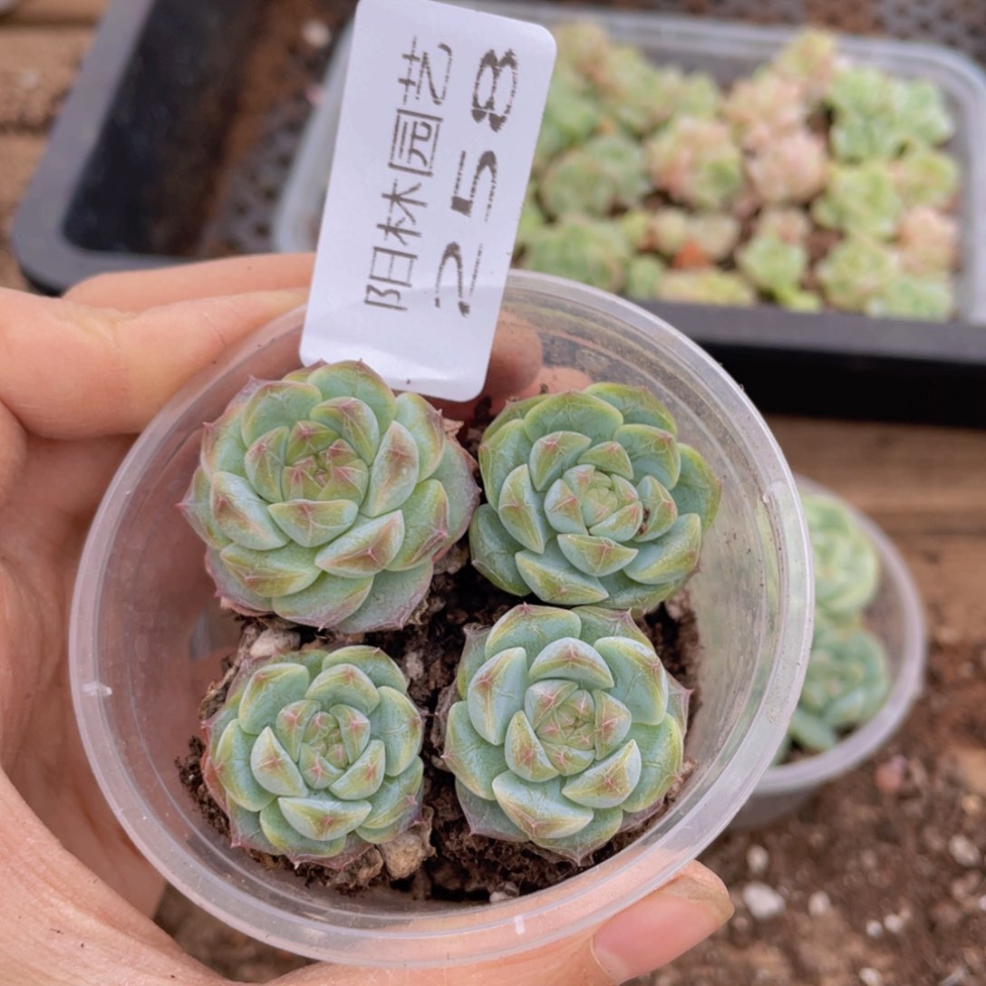 多肉植物多肉植物258