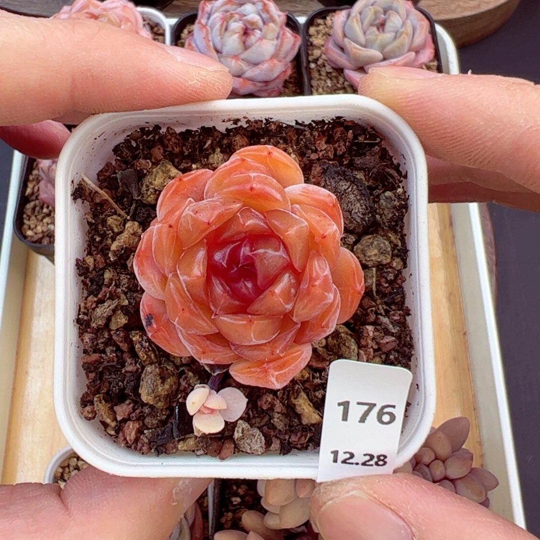 好好看176、哈哈哈哈