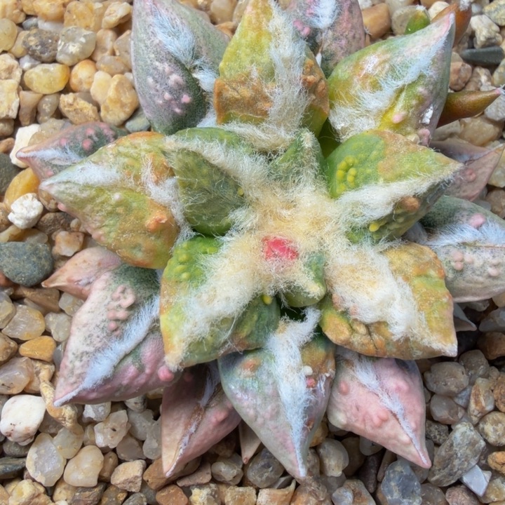 小***好七彩白锦梦幻黑怒