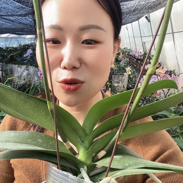 无花朵再见萤火虫蝴蝶兰