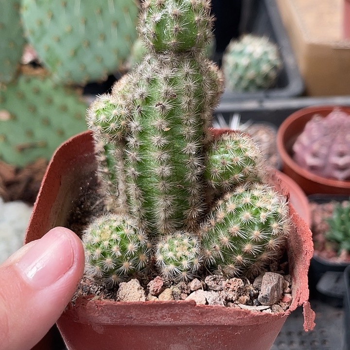 107仙人球开花植物