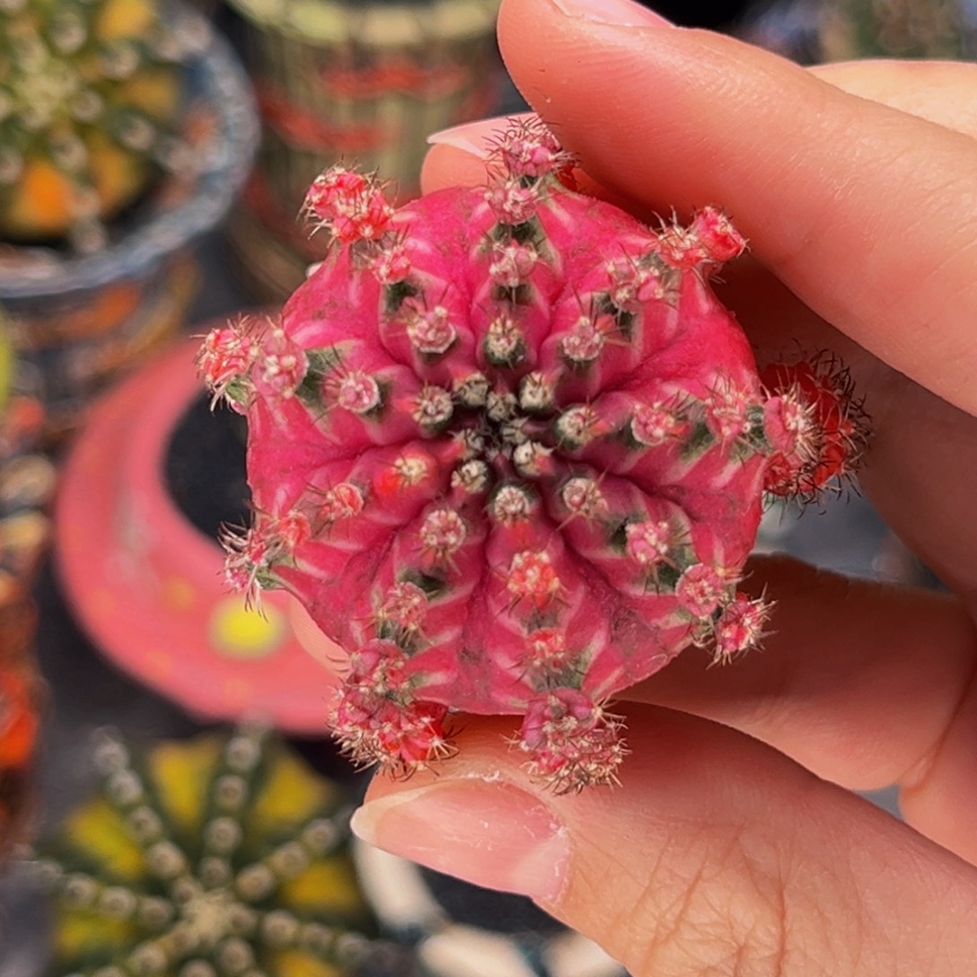 海神锦 米哈仙人球