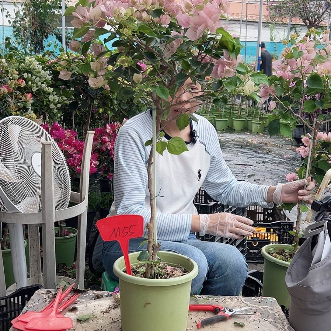 悠***悠大部分花苞少量开放M55暗斑丽人