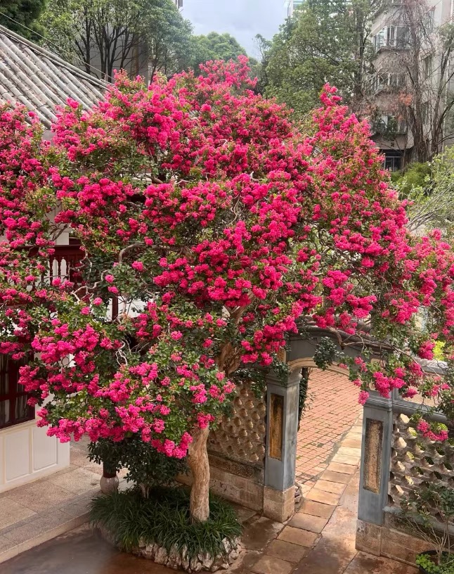 紫薇夹竹桃石楠花优价销售韩国处理照片火焰顺丰包邮阮迪慧精品