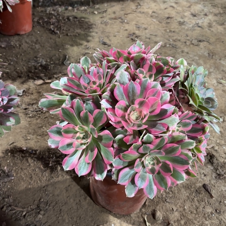 多肉植物法师粉女妖9