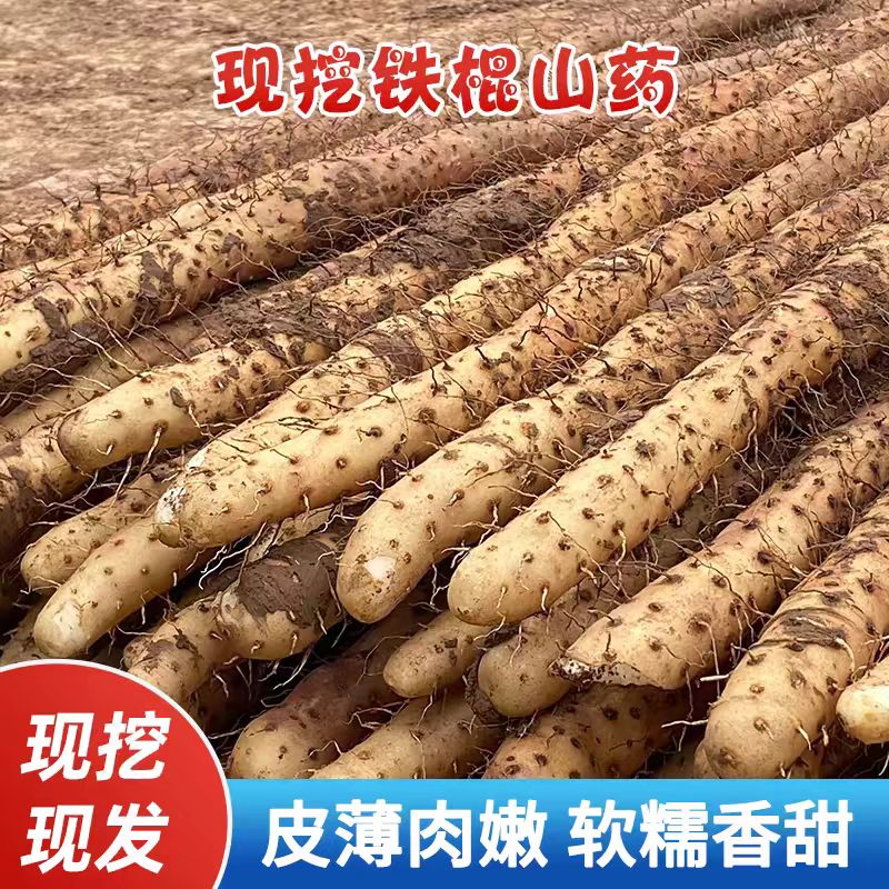 铁棍山药新鲜精品软糯香甜营养高4.5斤装原产地垆土山药30-50