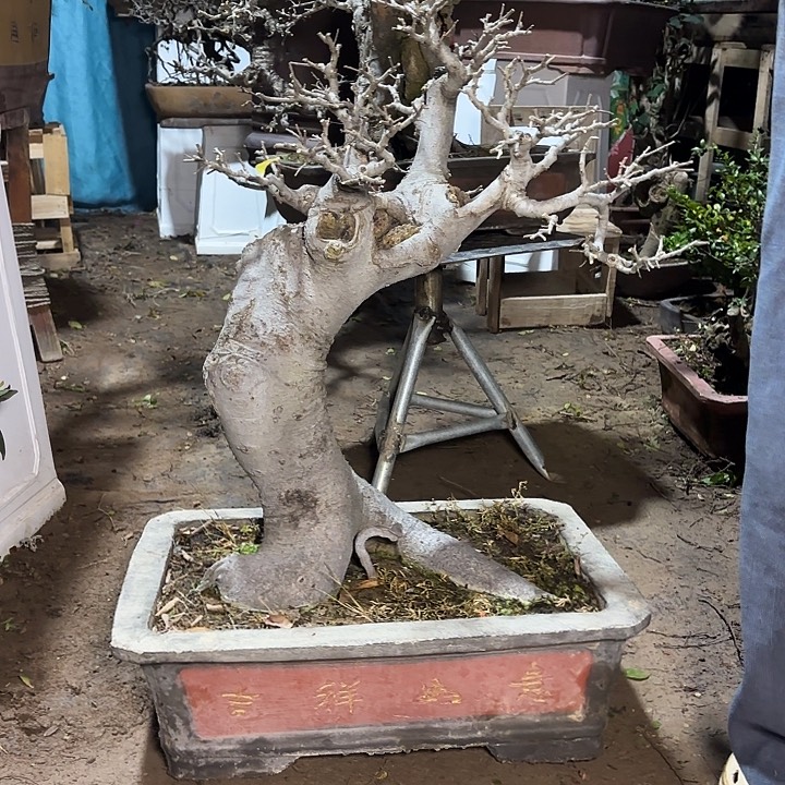 安***成无花朵哈哈哈哈哈