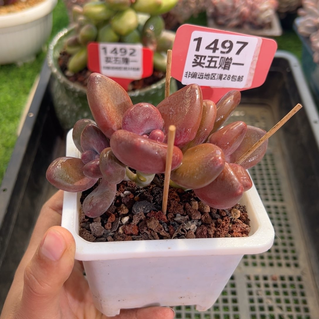 表妹精品多肉1497.