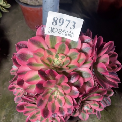 粉女巫多肉多肉8973