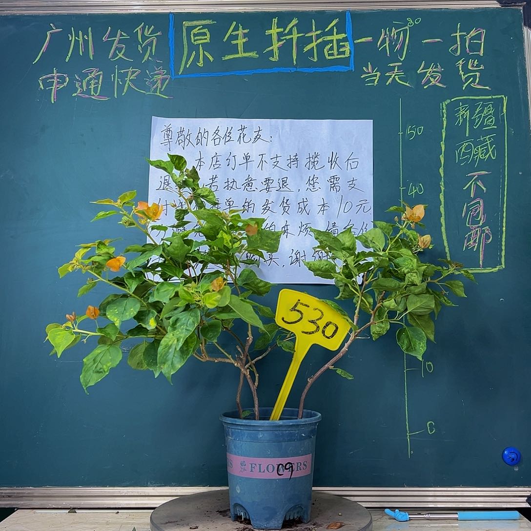 当前无花栽培后可以开花  三杆  橙九月 530