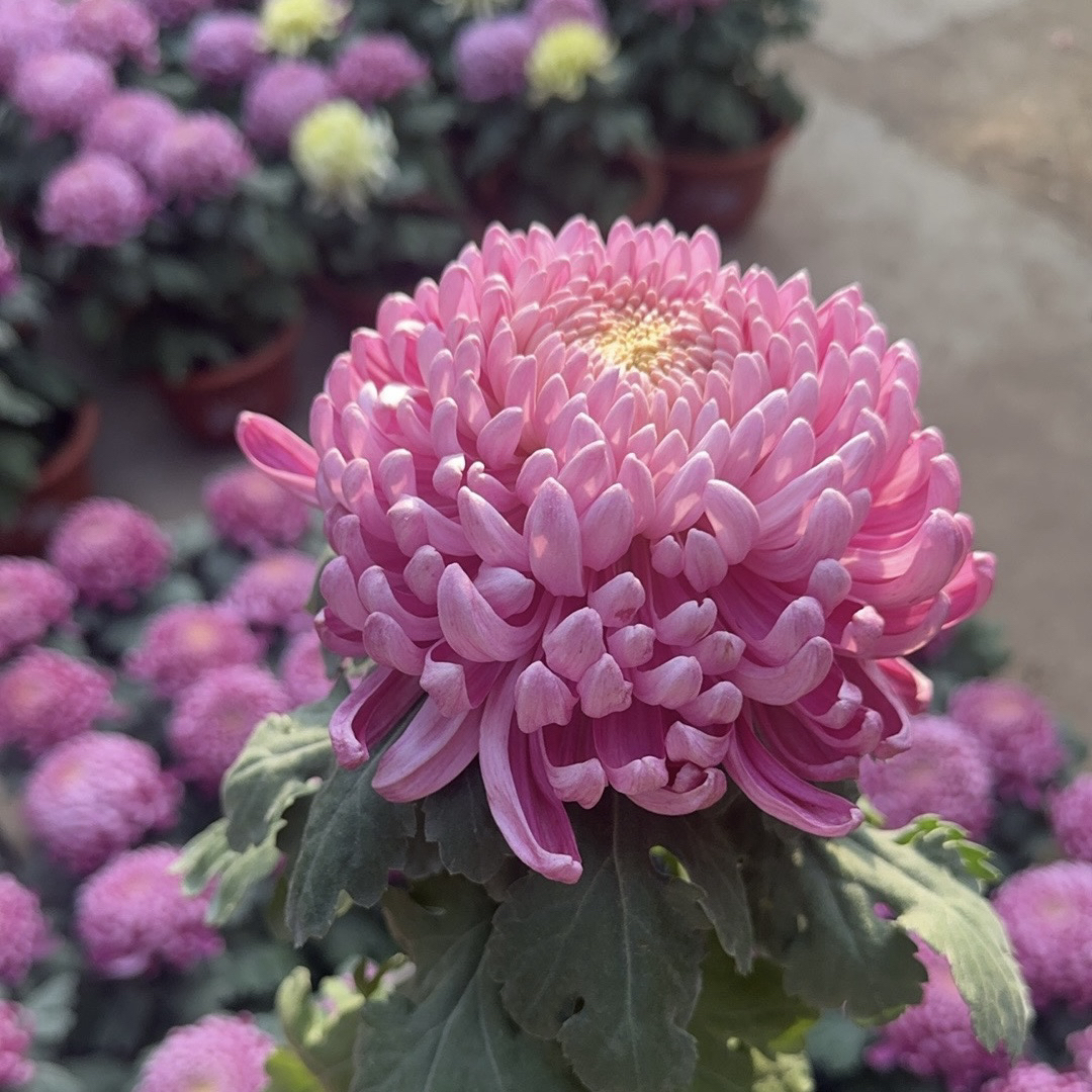 菊花盆栽九月大菊新手好养耐寒耐热盆栽大花型